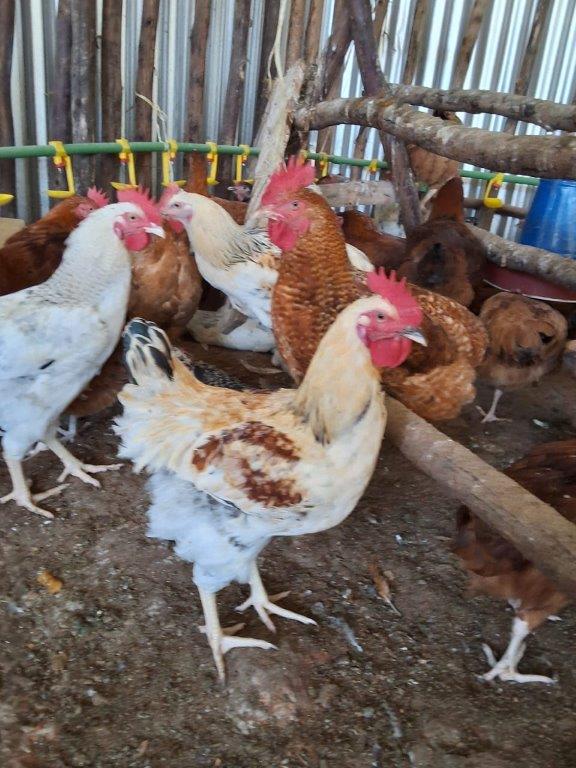 Birds for meat
