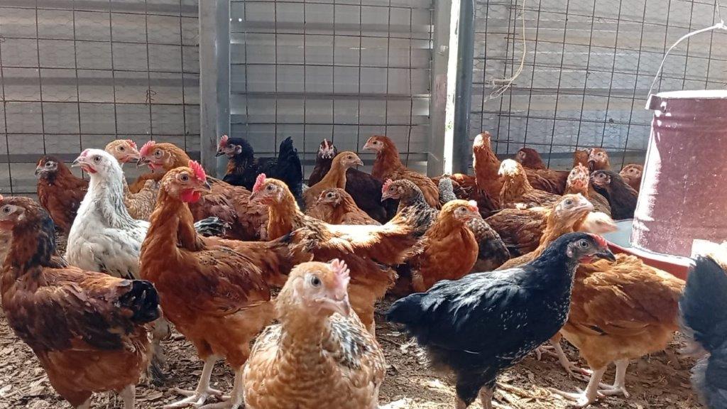 Healthy chicks