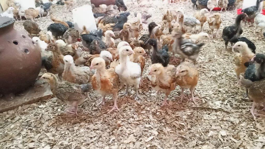 Demliz Farm team caring for birds