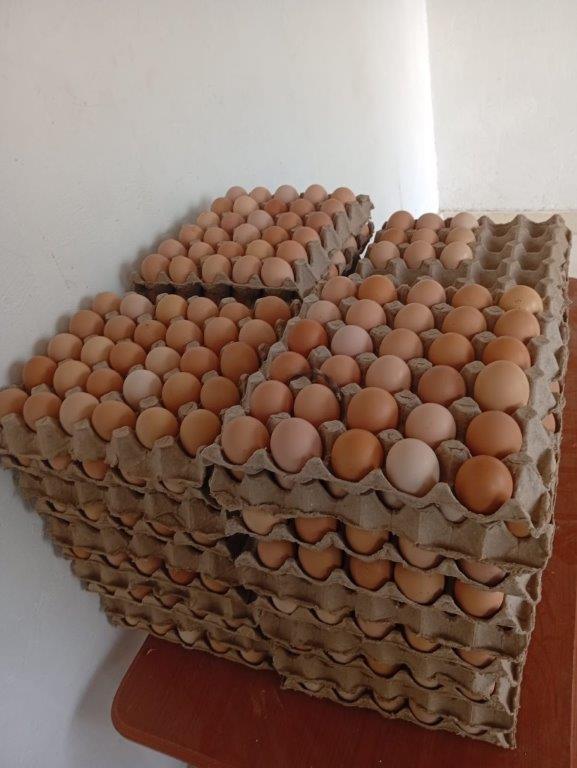 Booking fertilised eggs