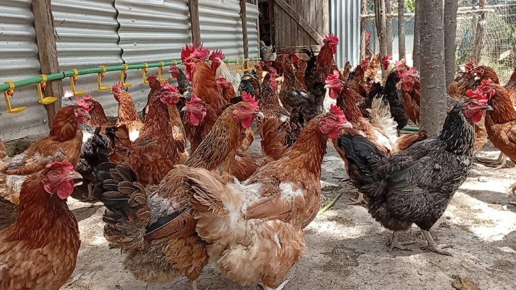 Demliz Farm poultry