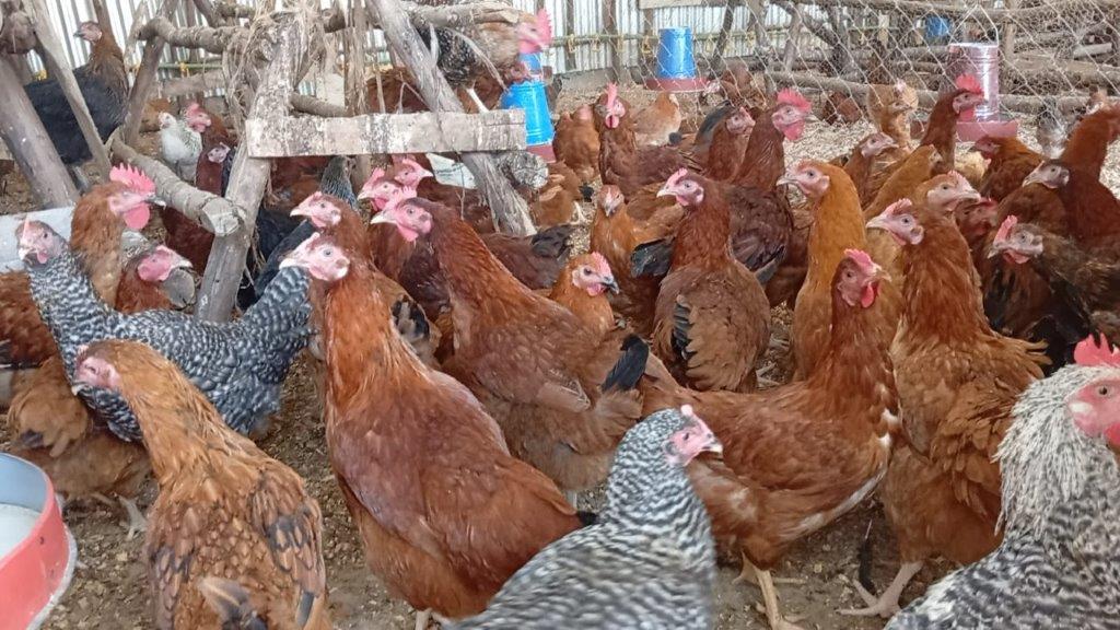 Ordering poultry